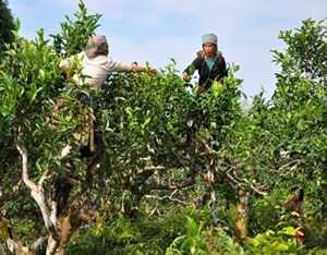 Trà cổ Việt Nam: Tiềm năng phát triển và cơ hội mở rộng xuất khẩu