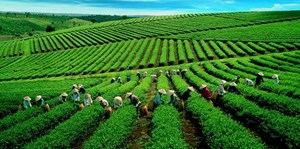 Tổng quan về sản lượng chè và diện tích trồng chè tại Việt Nam 