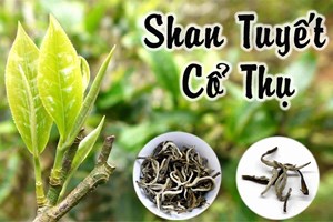 Trà cổ thụ Shan tuyết Hà Giang: Tìm hiểu về loài cây quý hiếm và hương vị độc đáo