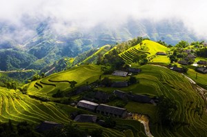 Trà Việt và cơ hội tại Hàn Quốc