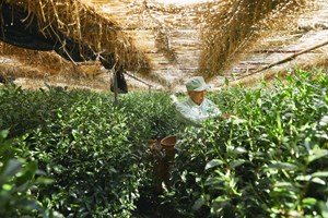 Gyokuro – Ngọc lộ tinh túy trong văn hóa trà Nhật