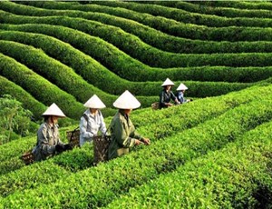 Xuất khẩu trà Việt: Cơ hội từ hiệp định thương mại và xu hướng tiêu dùng