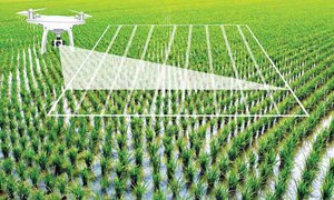 Chuyển đổi số trong nông nghiệp: Cơ hội nâng tầm nông sản Việt