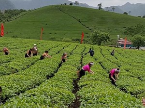 Chè Việt Nam – Báu vật cần đánh thức từ “lãnh thổ trà”