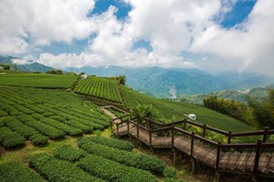 Oolong Alishan – Trà trong sương và cuộc hẹn với văn hóa thưởng trà mới