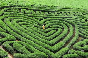 Người trẻ và “culture trip” chè Việt: Khi thưởng trà trở thành một phần của hành trình khám phá vùng miền
