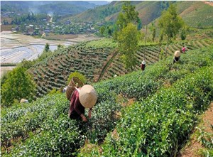 Việt Nam đặt mục tiêu tham vọng cho thị trường trà đặc sản toàn cầu