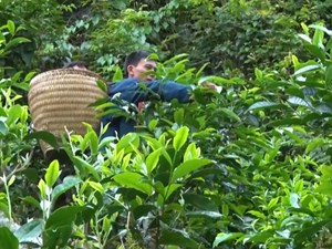 Hoàng Su Phì: Chè Shan tuyết tăng giá, mang lại thu nhập cao cho người dân