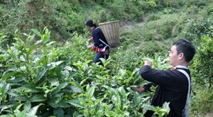 Trà Shan tuyết Phìn Hồ – Đặc sản trứ danh của vùng núi Hà Giang
