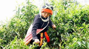 Hà Giang: Nơi chè không chỉ là sản phẩm, mà là văn hoá sống