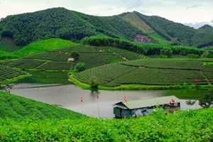 Đến đồi chè Thanh Chương, để nhớ mãi vị trà và sắc xanh xứ Nghệ
