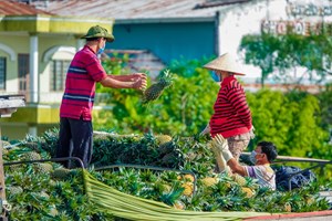 Nông sản Việt trước áp lực tiêu chuẩn quốc tế: Thay đổi để phát triển