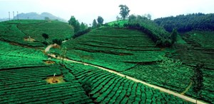 Hành trình xanh của Phẳng Tao: Cây chè và giấc mơ bền vững