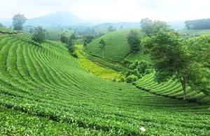 Thái Nguyên và tham vọng "đánh thức" đồi chè