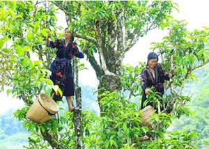 Shan tuyết Hà Giang – Tuyệt phẩm trà Việt chinh phục thế giới