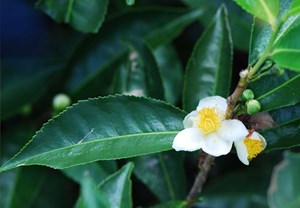 Di truyền cây chè: Bí mật tạo nên hương vị trà độc đáo