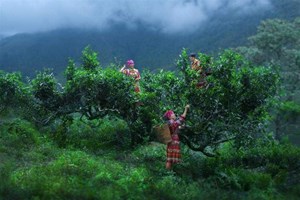 Suối Giàng chuẩn bị cho lễ hội trà Shan tuyết đặc sắc kỷ niệm 50 năm thống nhất đất nước