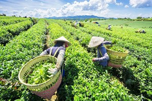Thị trường trà xanh Việt Nam – Quá khứ, hiện tại và xu hướng phát triển trong tương lai