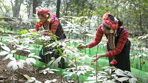 Nông nghiệp hữu cơ Lai Châu: Hóa giải bài toán thực chất để đặc sản vùng cao bứt phá