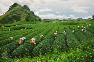 Tăng cường xuất khẩu chè và cà phê sang thị trường Ấn Độ