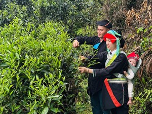 Chè Shan tuyết trăm năm tuổi vào vụ giữa đại ngàn Tây Côn Lĩnh