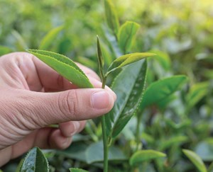 Trà Ô Long Kim Tuyên (Lâm Đồng): Hương sữa tự nhiên gây ấn tượng mạnh mẽ