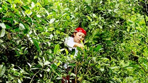 Bạch trà, Hồng trà, Trà ống lam – Những báu vật mang linh hồn núi rừng