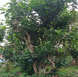Chè xanh Hồng Lộc: Hương vị thiên nhiên và dấu ấn văn hóa lâu đời của Hà Tĩnh