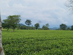 Chè Tây Sơn: Thức uống thơm hương, đượm tình Xứ Nghệ