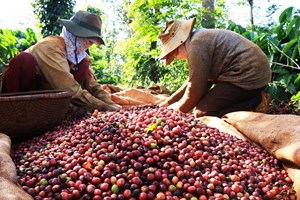 Xuất khẩu cà phê sang thị trường Mỹ trong quý 1/2023 đạt xấp xỉ 39,4 nghìn tấn