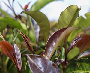 Trà búp tím Thanh Ba: Báu vật sắc tím của vùng đất Phú Thọ