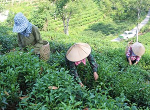Chè Khe Cốc: Nơi hương đất hòa quyện cùng bàn tay nghệ nhân