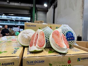 Bưởi Việt chinh phục thị trường quốc tế