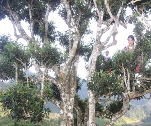 Chè Shan tuyết Ôn Ốc: Hành trình khôi phục di sản trà hàng trăm năm tuổi