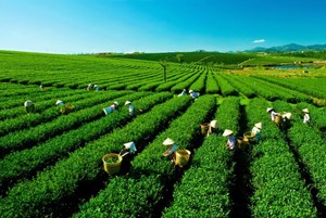 Tân Cương - "Đệ nhất danh trà" hướng tới tầm cao mới