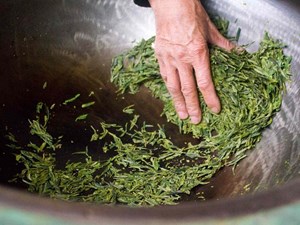 Sao trà thủ công: Chuyện của những người làm nghề trà