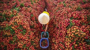 Vải thiều – Trái cây mùa hè được “thổi hồn mới” trong ẩm thực đô thị