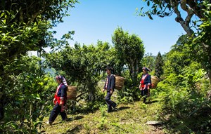 Trà Shan Tuyết – Bản sắc Việt chinh phục thế giới