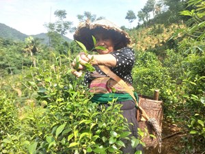 “Tán Ma” – Chén trà mời khách quý giữa đại ngàn xứ Thanh