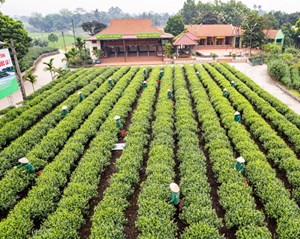 Đưa vùng chè Tân Cương ‘cất cánh’ cùng du lịch và văn hóa