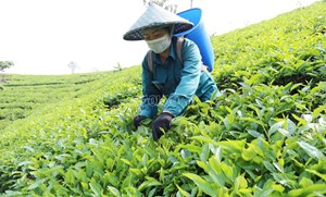 Nông dân Mường Khương thu gần 68 tỷ đồng từ chè xuân