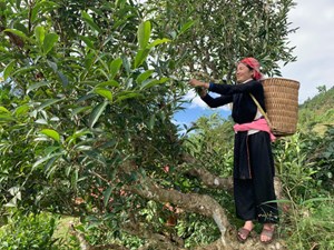 Trà Shan tuyết Tô Múa: Đượm thơm hương trà vùng núi cao