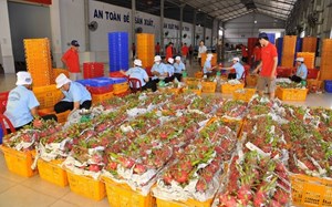Trung Quốc vẫn là thị trường lớn của nông sản Việt