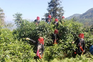 Shan tuyết Xà Phìn: Kỳ quan trà Việt nơi đỉnh trời Đông Bắc
