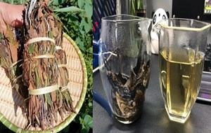 5 lợi ích sức khỏe bạn sẽ cảm nhận ngay khi thưởng thức trà Chít