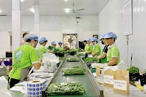 Liên kết chuỗi – chìa khóa cho xuất khẩu nông sản bền vững