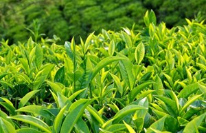 Xuất khẩu chè mang về hơn 60 triệu USD trong 4 tháng đầu năm