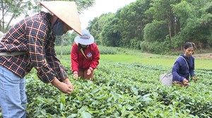 Sự chuyển mình của chè Phú Thọ qua nhãn hiệu chứng nhận và OCOP 5 sao