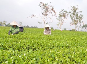 Đại Từ và khát vọng xây dựng vùng chè “tỷ đô”
