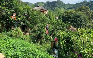 Shan tuyết Suối Giàng: Cây di sản làm nên cuộc sống mới cho người Mông